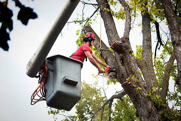 Best Tree Trimming and Pruning  in Grenelefe, FL